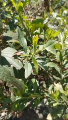 Baccharis prunifolia