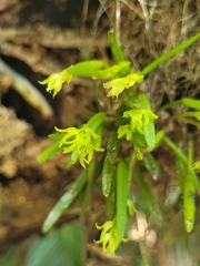 Acianthera sonderiana