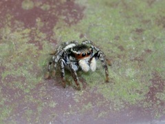 Carrhotus sannio