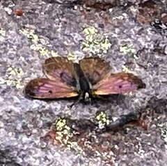Lycaena boldenarum