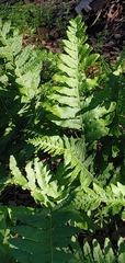 Polypodium glycyrrhiza