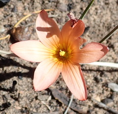 Romulea setifolia