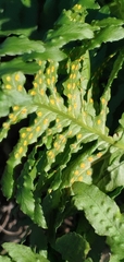Polypodium glycyrrhiza