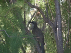 Coccyzus melacoryphus