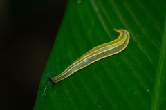 Vaginulus taunaisii