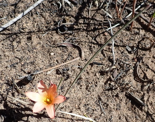 Image of Romulea setifolia by (c) Nicola van Berkel, some rights reserved (CC BY-SA)