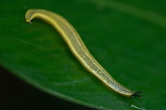 Vaginulus taunaisii