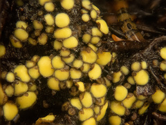 Podophacidium xanthomelum