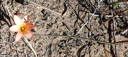 Romulea setifolia