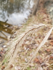 Elymus riparius