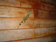 Thecadactylus solimoensis