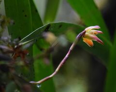 Maxillaria porrecta