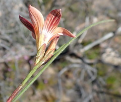 Romulea setifolia