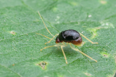 Hemiptera