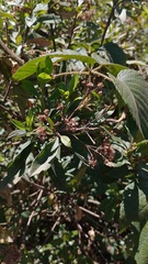 Baccharis prunifolia