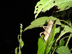 Aeolacris octomaculata