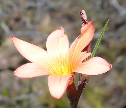 Image of Romulea setifolia by (c) Nicola van Berkel, some rights reserved (CC BY-SA)