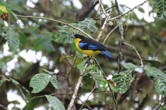 Anisognathus somptuosus