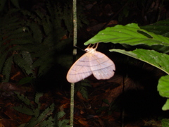 Pierella lamia