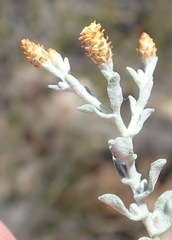 Helichrysum cylindriflorum