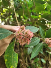 Miconia melastomoides