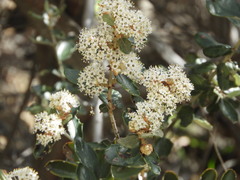 Ceanothus crassifolius