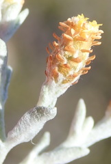 Helichrysum cylindriflorum