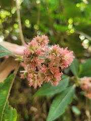 Miconia melastomoides