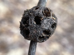 Callirhytis quercuscornigera