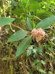 Miconia melastomoides