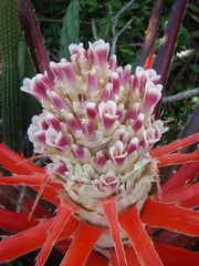 Bromelia balansae
