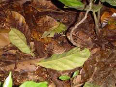 Oreobates quixensis