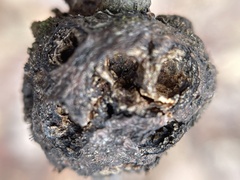 Callirhytis quercuscornigera