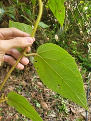 Miconia melastomoides