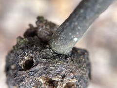 Callirhytis quercuscornigera