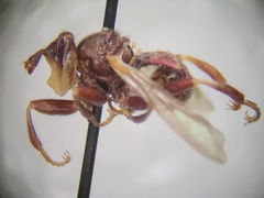 Myopa clausa