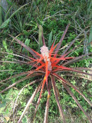 Bromelia balansae