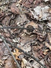 Callirhytis quercuscornigera