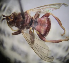 Myopa clausa