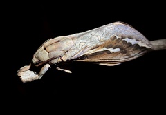 Abantiades labyrinthicus