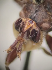 Myopa clausa