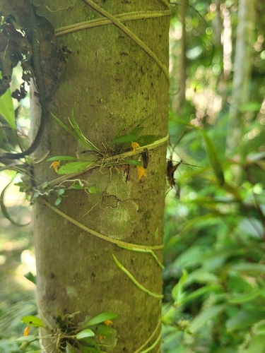 Specklinia trifida