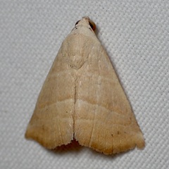 Eublemma