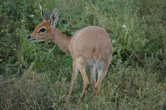 Raphicerus campestris neumanni