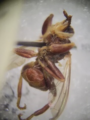 Myopa clausa