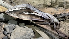 Abantiades labyrinthicus