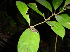Xiphiola
