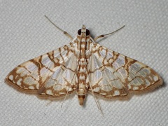 Synclera jarbusalis