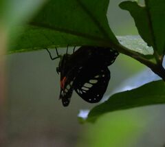 Teratophthalma bacche