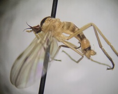 Rhamphomyia vittata